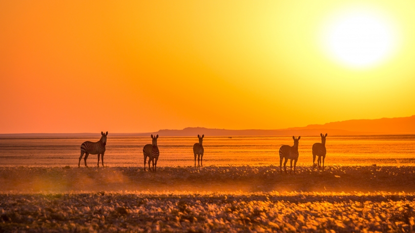 Mountain zebra near the Kuiseb River in the Namib Desert at sunset