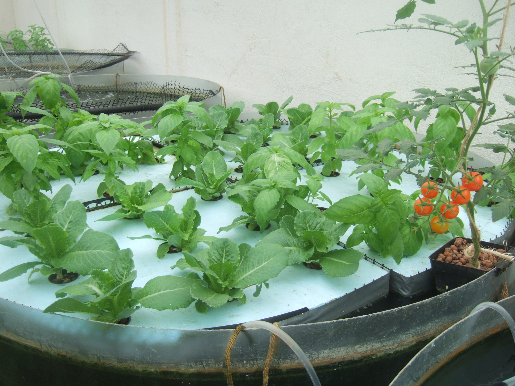 Aquaponic Production